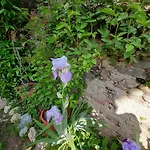 Casa Lavanda Bed and breakfast