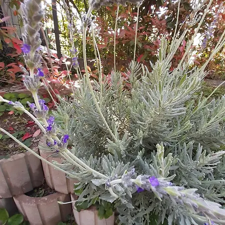 Bed & Breakfast Casa Lavanda *
